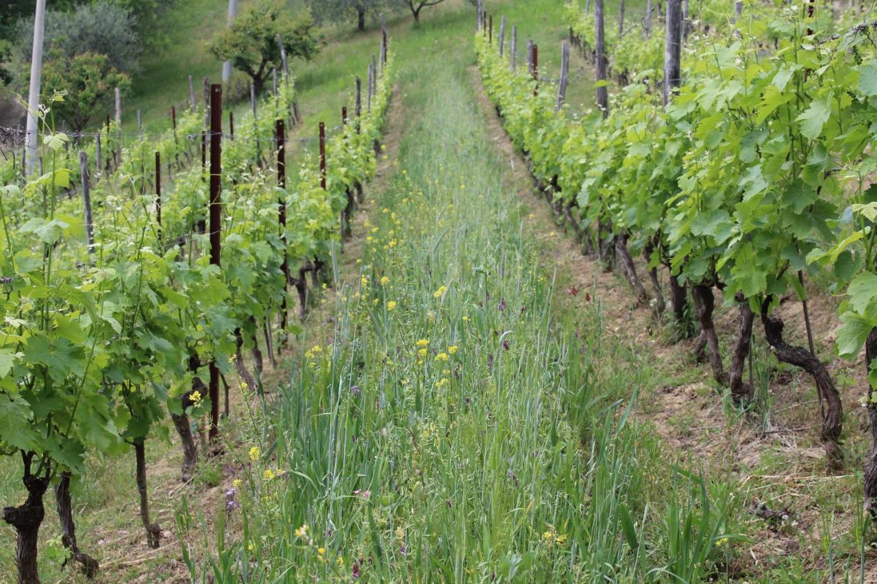 Agriturismo La Rovere Cossano Belbo Εξωτερικό φωτογραφία